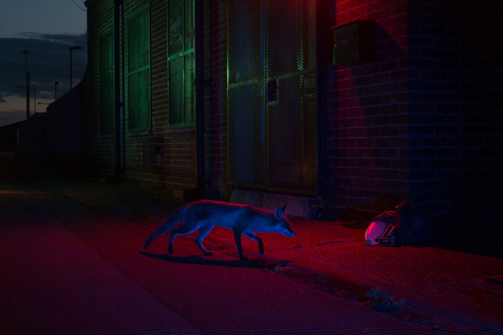 A fox walks through an alley at night, lit in red and blue shades.