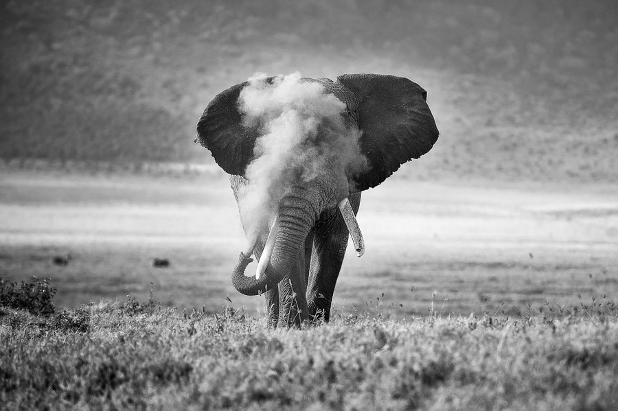 Une photo en noir et blanc d'un grand éléphant marchant vers l'appareil photo, soufflant de la poussière dans l'air depuis sa trompe.