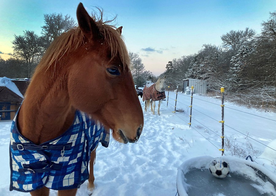 Horses wearing blankets stand in a snowy corral, beside a full water trough that has frozen over.