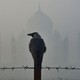 A crow sits on a fence in front of the Taj Mahal amid thick smog.
