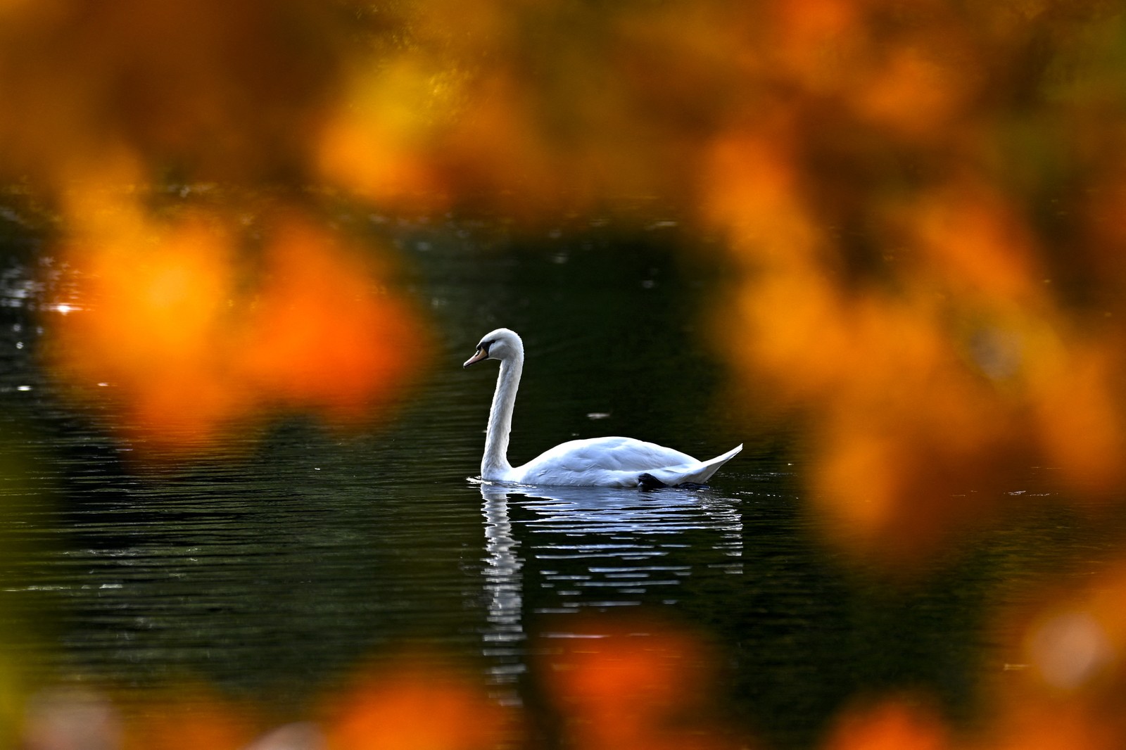 A swan swims on a lake, seen through autumn-colored leaves on branches.