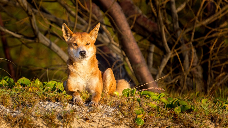 A dingo stares forlornly at the setting sun.