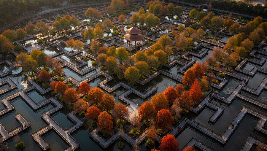 An aerial view of a walkway maze in a wetland park