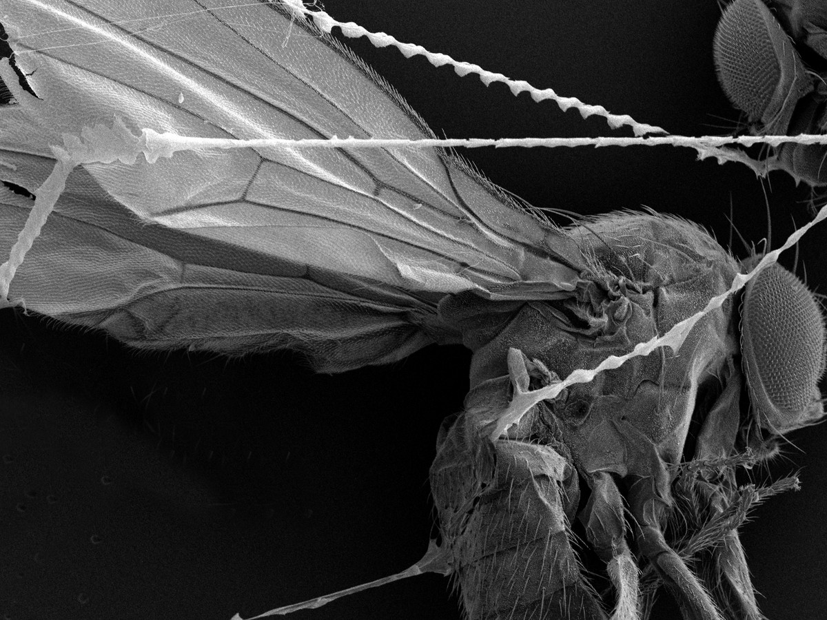 The Spider Web That Gets Stronger When It Touches Insects - The Atlantic