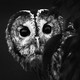 A black-and-white close-up photo of an owl's face
