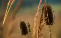 Zoomed-in photograph of a grasshopper in a garden