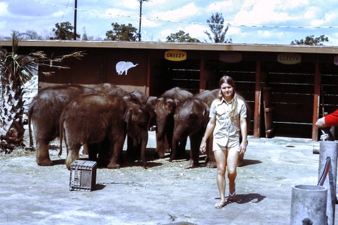 Trainer and baby elephants