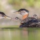 Two small grebe chicks ride on the back of an adult, as another adult feeds one of the chicks.