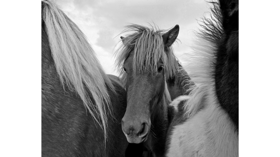 black-and-white photo of three ponies