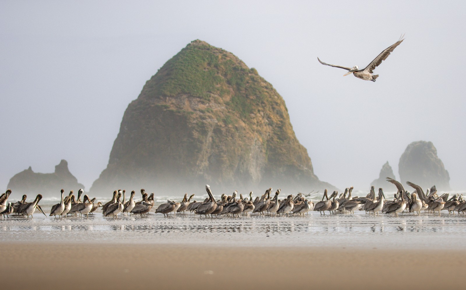 One pelican flies above a flock of pelicans walking on a beach, with a prominent rock formation in the surf in the background.