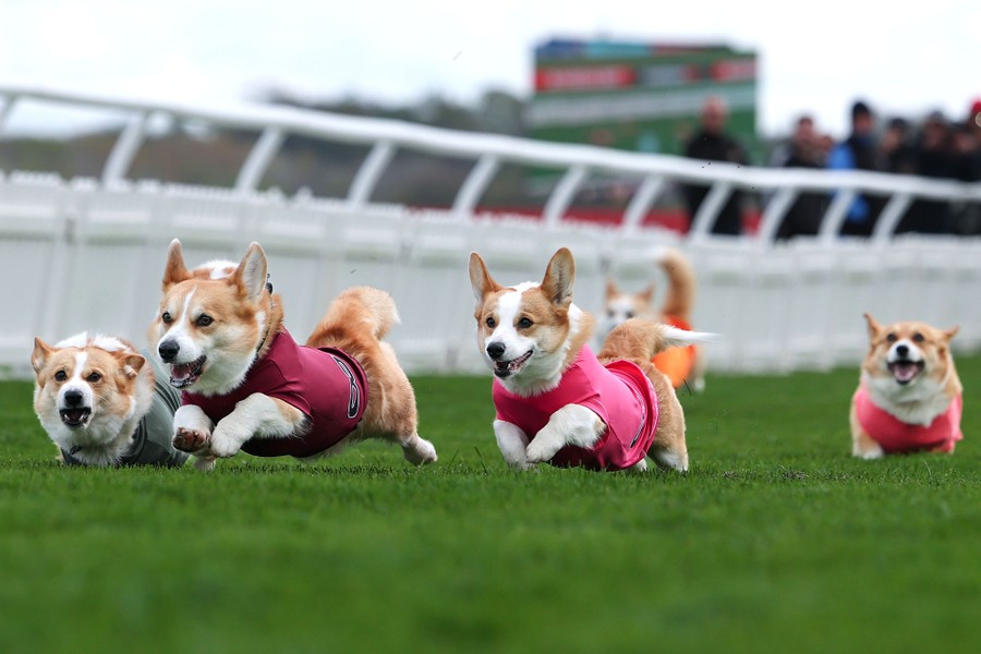 A half-dozen corgis wearing numbered jerseys race on a grassy track.