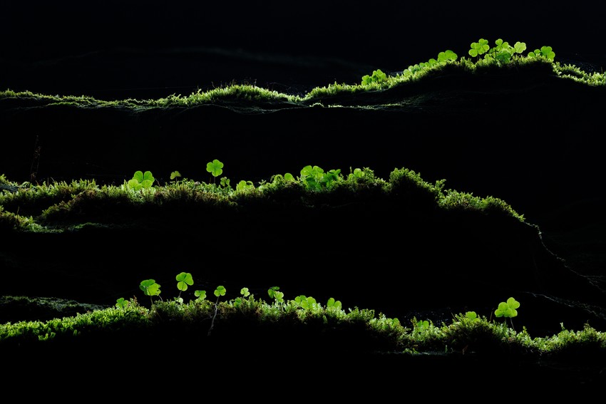 Winners of the GDT Nature Photographer of the Year 2026 - The Atlantic