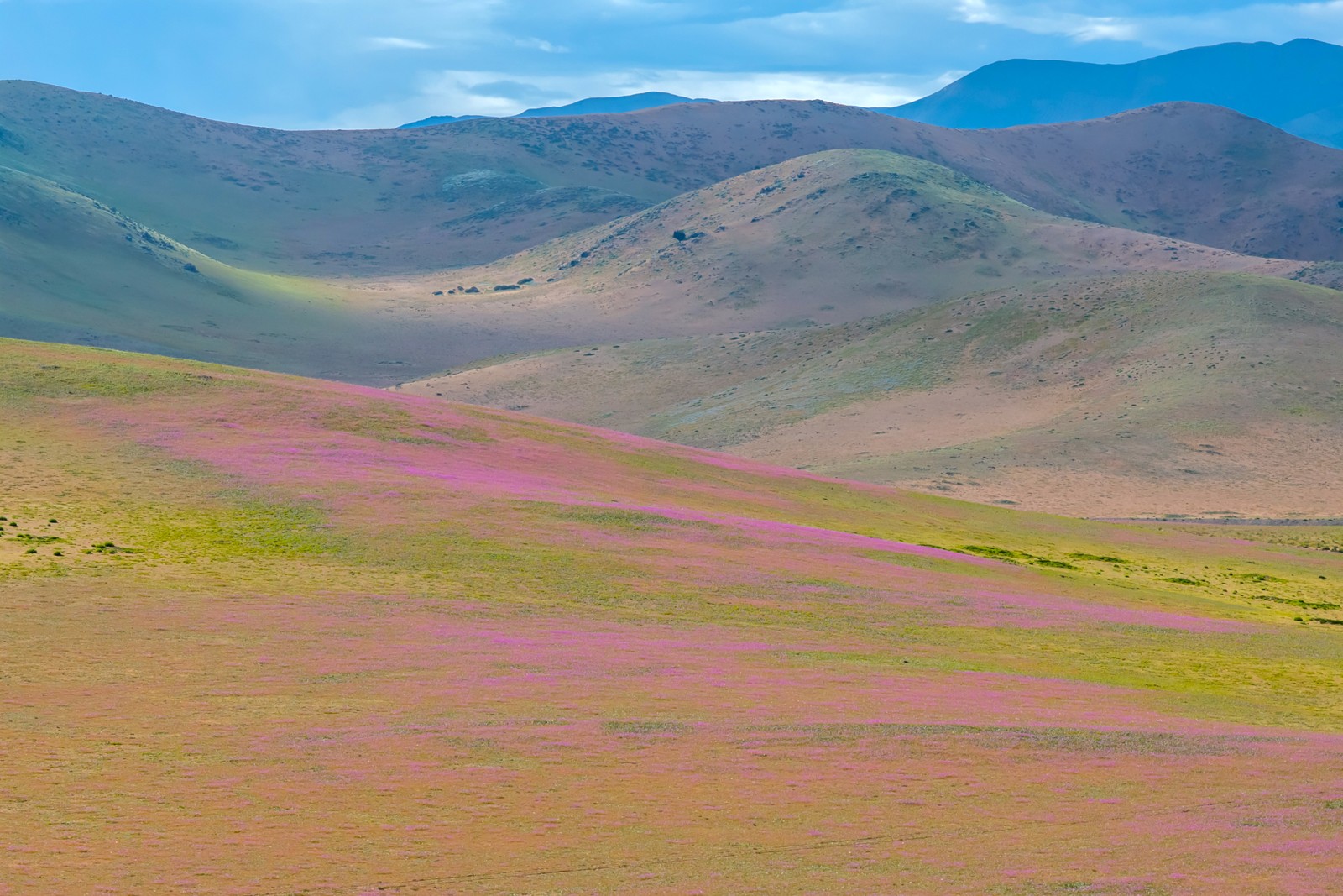 Rolling hills and a desert plain, with a light covering of pink, purple, and green wildflowers and grasses