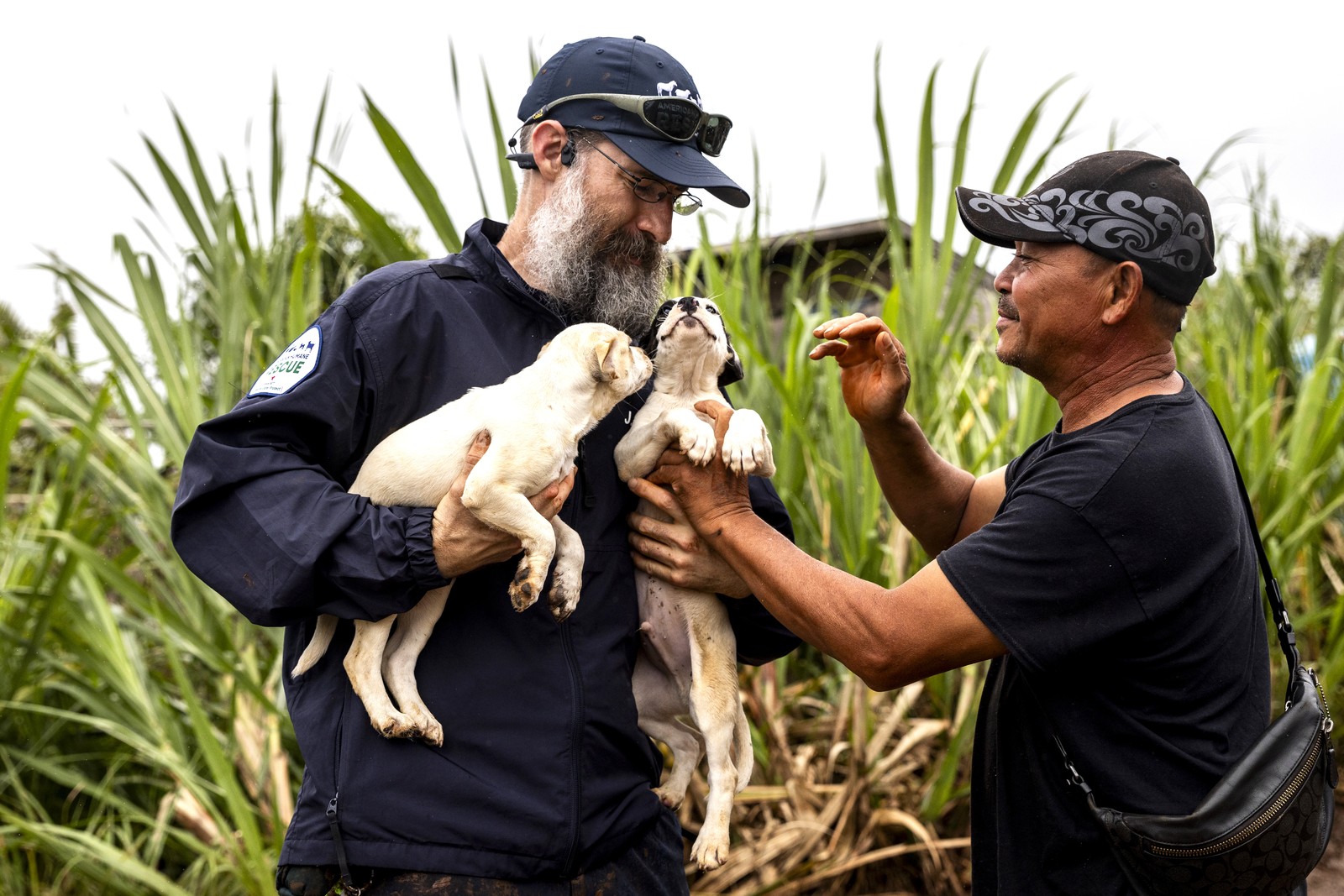 Two people hold two puppies, rescuing them from a flooded area.