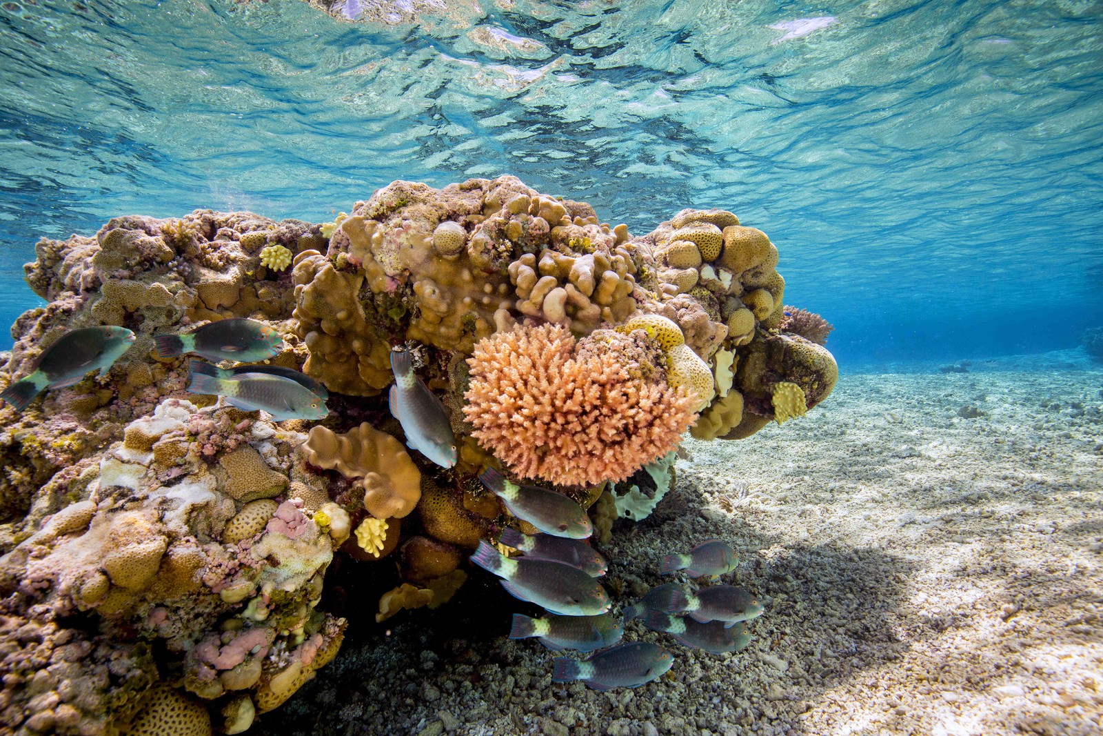 Fish gather around coral in a shallow lagoon, seen underwater.