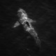 A shark swimming, as viewed from above