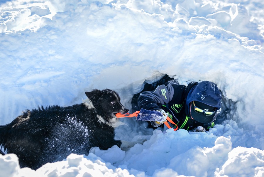 An avalanche dog takes part in a search and rescue exercise, pulling on a rope held by a person pretending to be stuck in a snowbank.