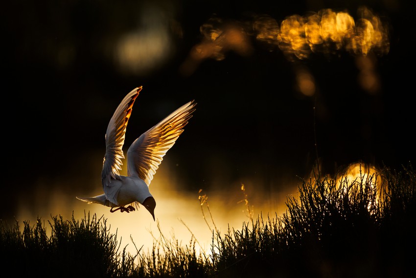 Winners of the GDT Nature Photographer of the Year 2026 - The Atlantic