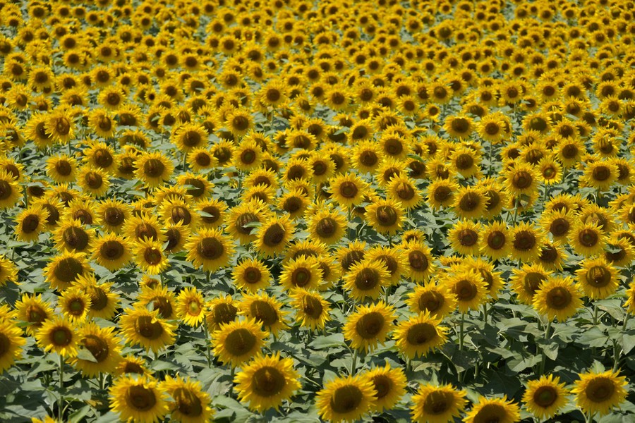A field of blooming sunflowers