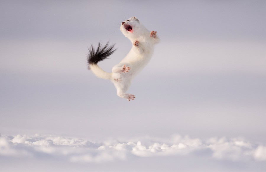 A white-furred stoat leaps in the air above a snowy field.