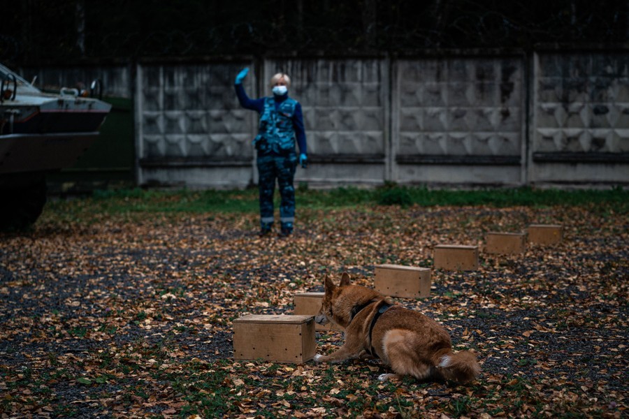 A trainer signals to a dog sniffing boxes