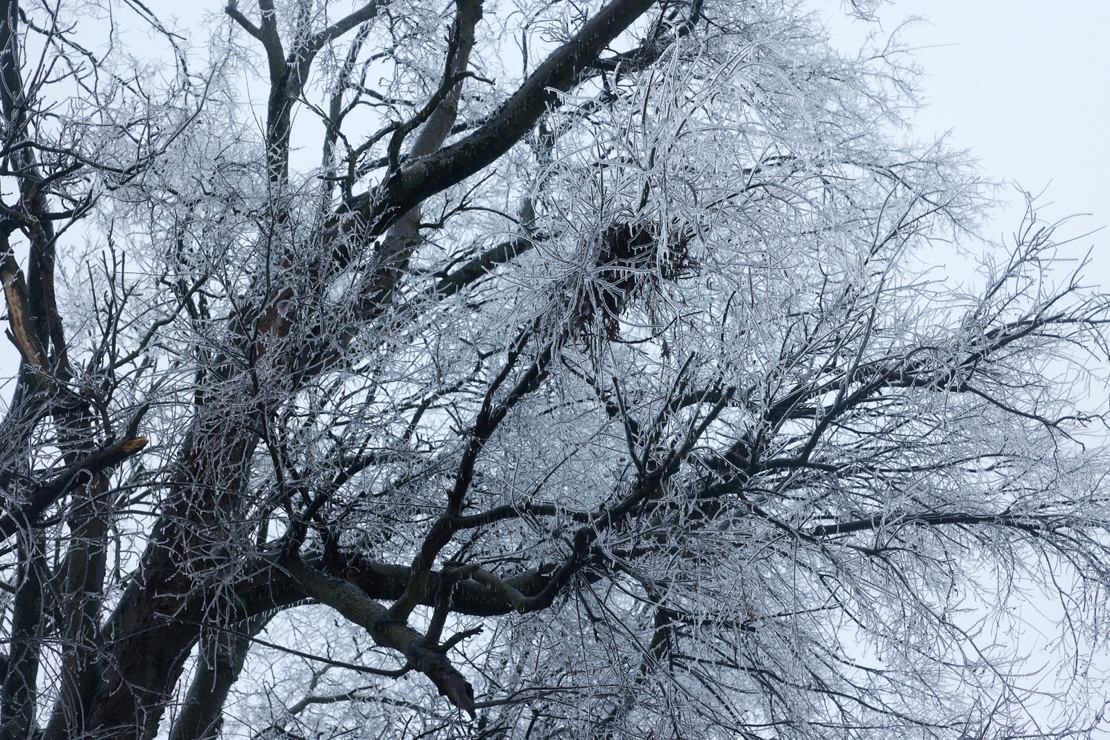 Bare tree branches, covered in ice