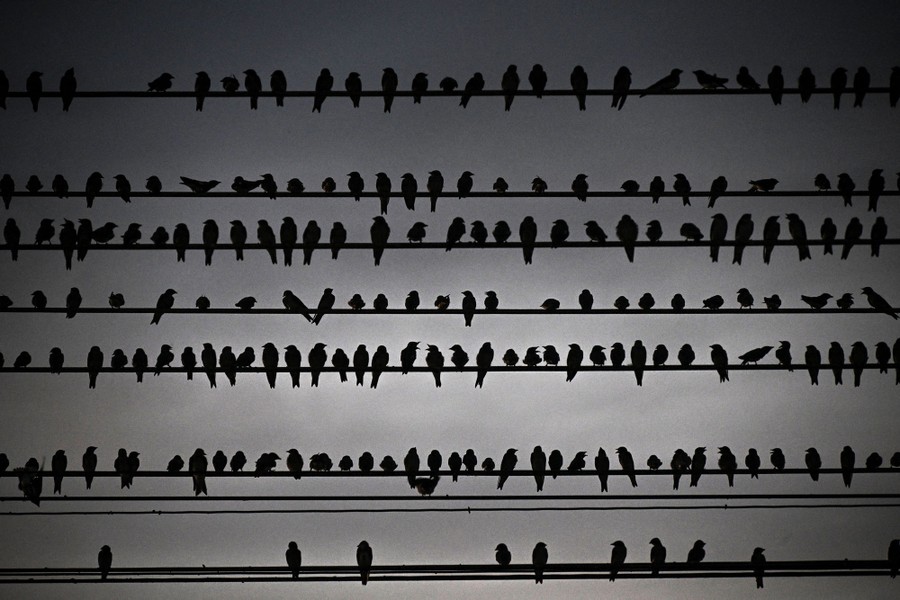 Dozens of swallows perch on several power lines.