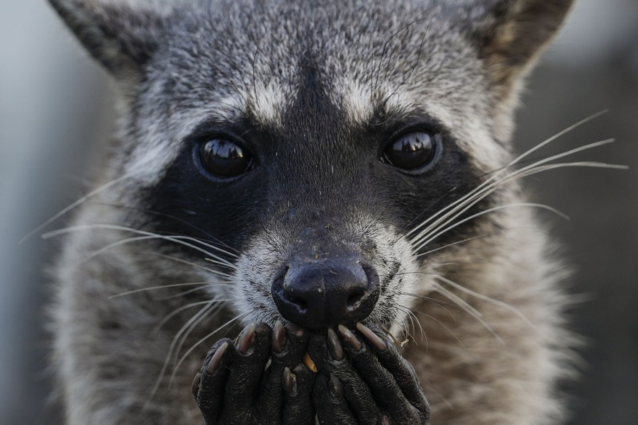 A raccoon eats peanuts, seen close up.