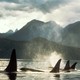 Photo of a group of orcas in the wild, just their dorsal fins are visible