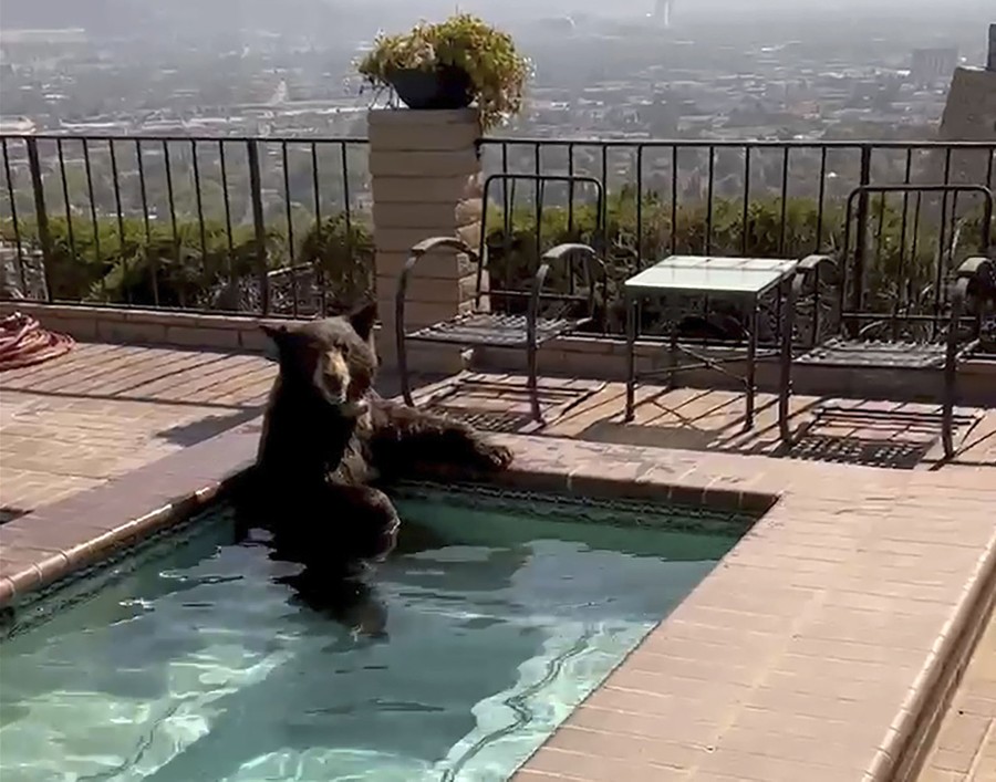 A bear is seen resting in a backyard jacuzzi.