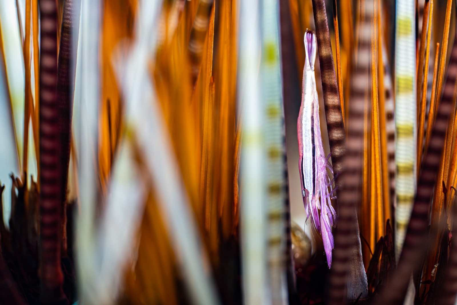 A small shrimp hides among the vertical spines of a sea urchin.