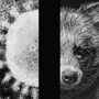 a three-part image with a coronavirus particle and a raccoon dog on the right