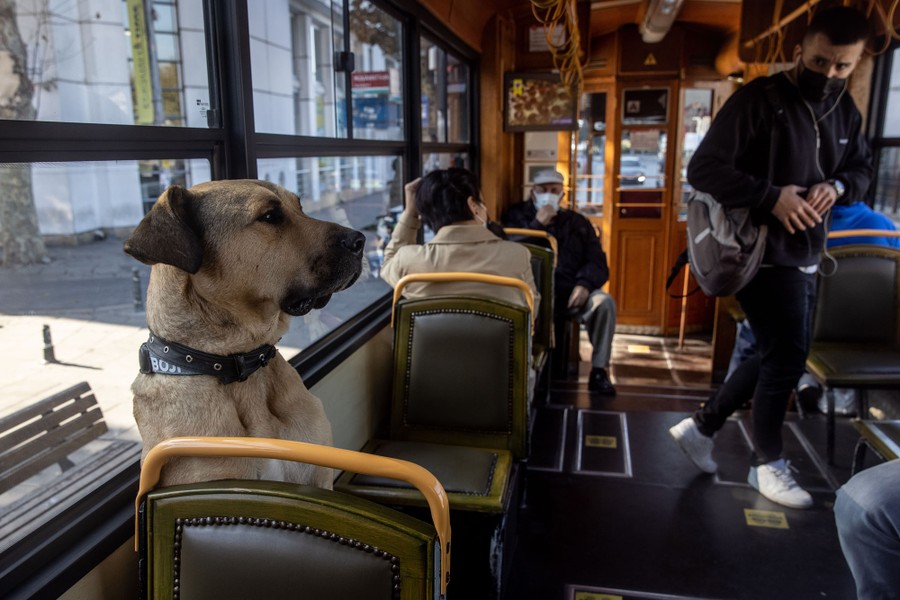 A dog sits in a seat on a tram among other commuters.