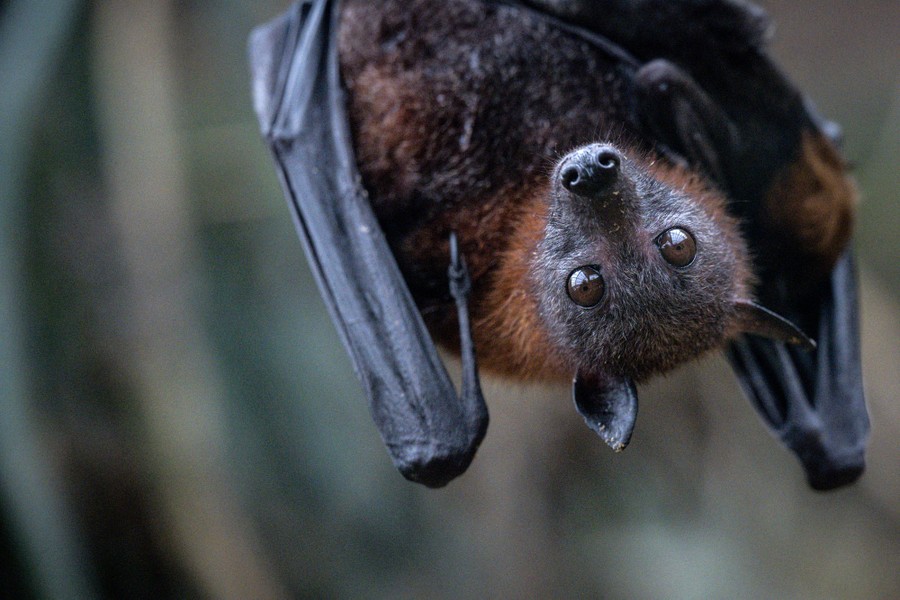 A flying fox hangs upside-down in an enclosure.