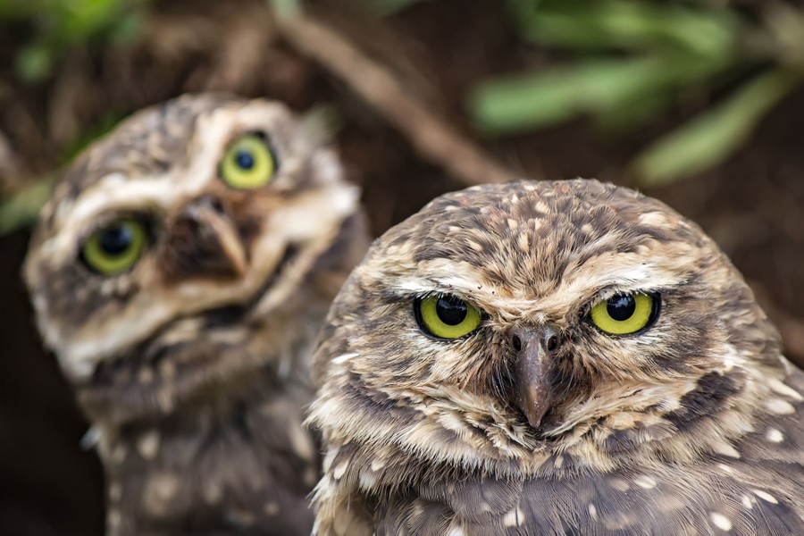 Two small owls look at the camera.