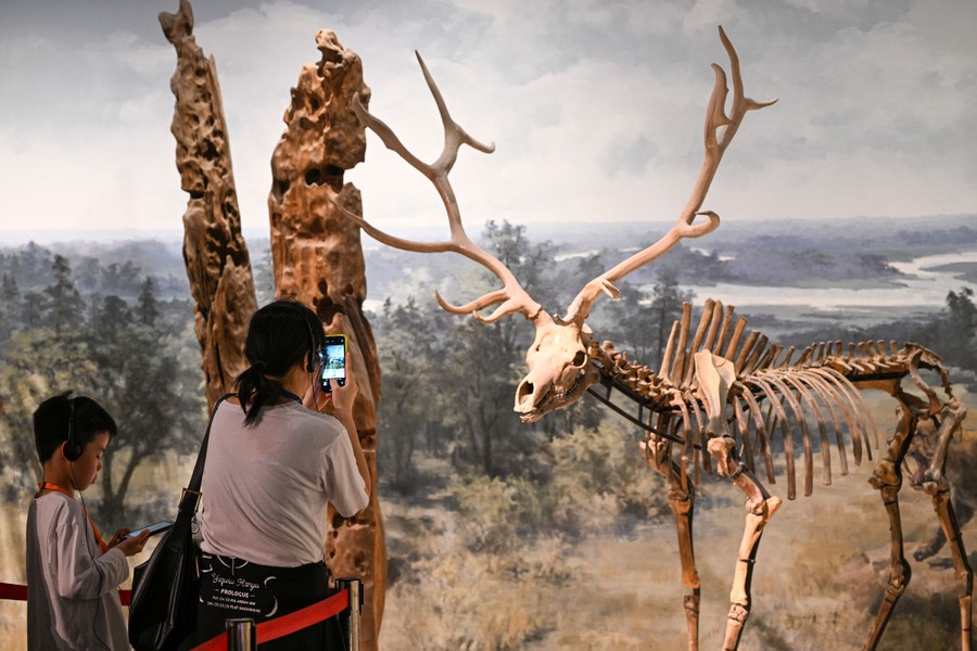 A visitor takes a picture of the mounted skeleton of a deer with long antlers, inside a museum.