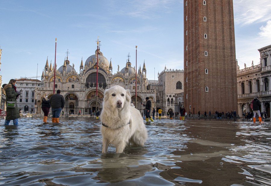 A dog stands in ankle-deep floodwater in Venice, Italy.