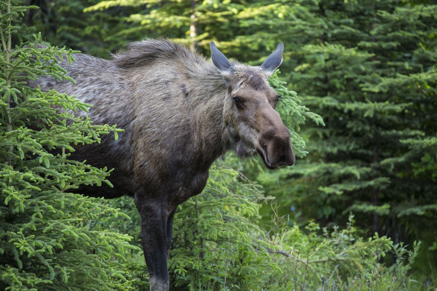 A cow moose stands among pine trees.