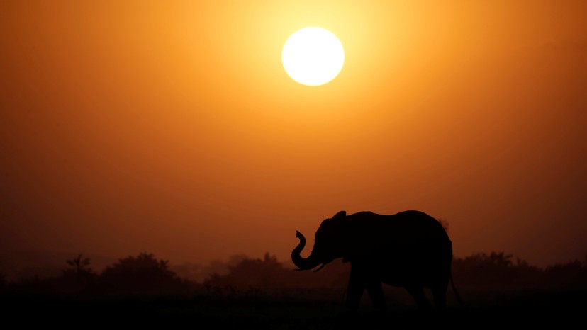 Mammals Will Need Millions of Years to Recover From Us The Atlantic