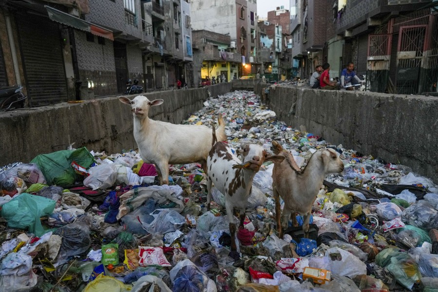 Three goats look for edible items in a canal piled up with plastic waste.