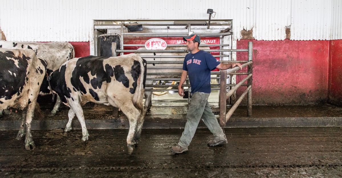 Can Robots Help Keep Dairy Farmers In, Cattle Farm Equipment List