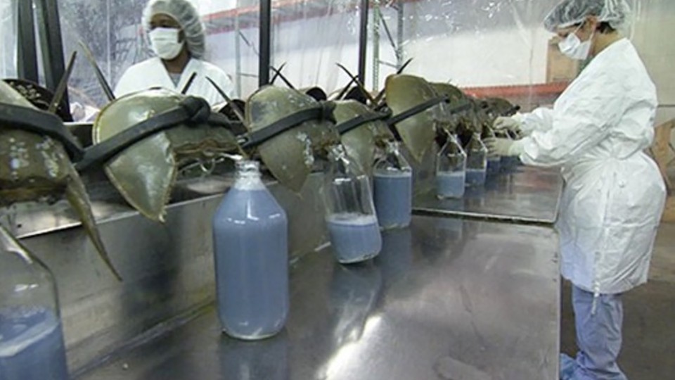 In a lab facility, a line of horseshoe crabs are bled into glass bottles. Two attendants in lab coats facilitate the process.