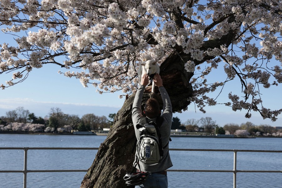 Photos Among the Cherry Blossoms The Atlantic