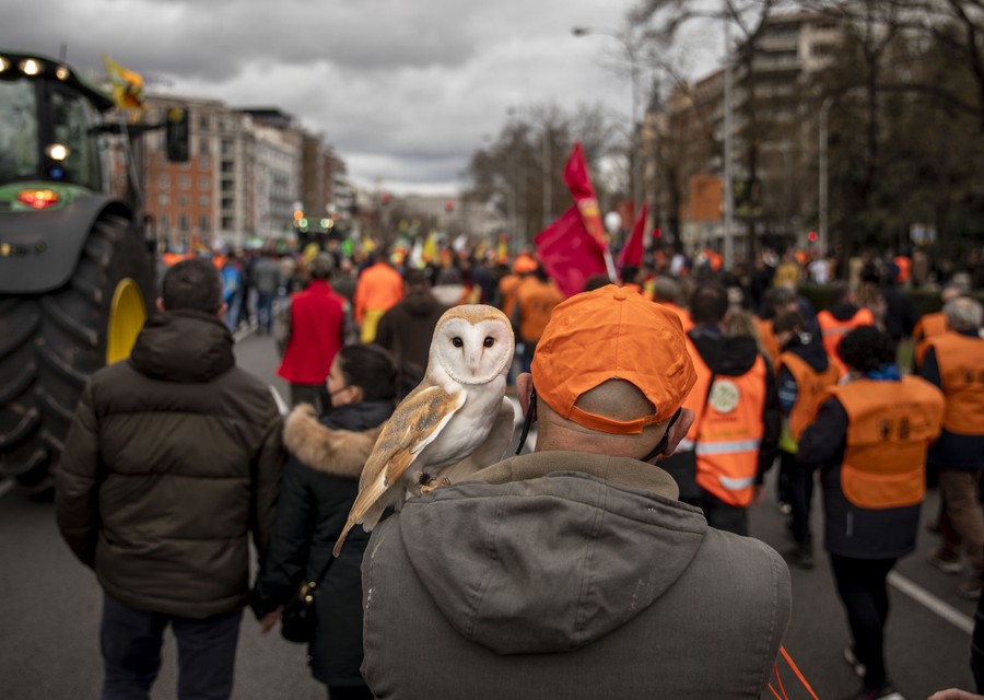 A barn owl stands on the shoulder of a protester during a demonstration.