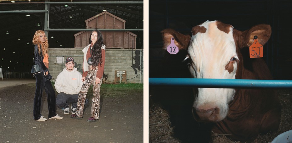 diptych: 3 stylish people posing in a barn; a cow