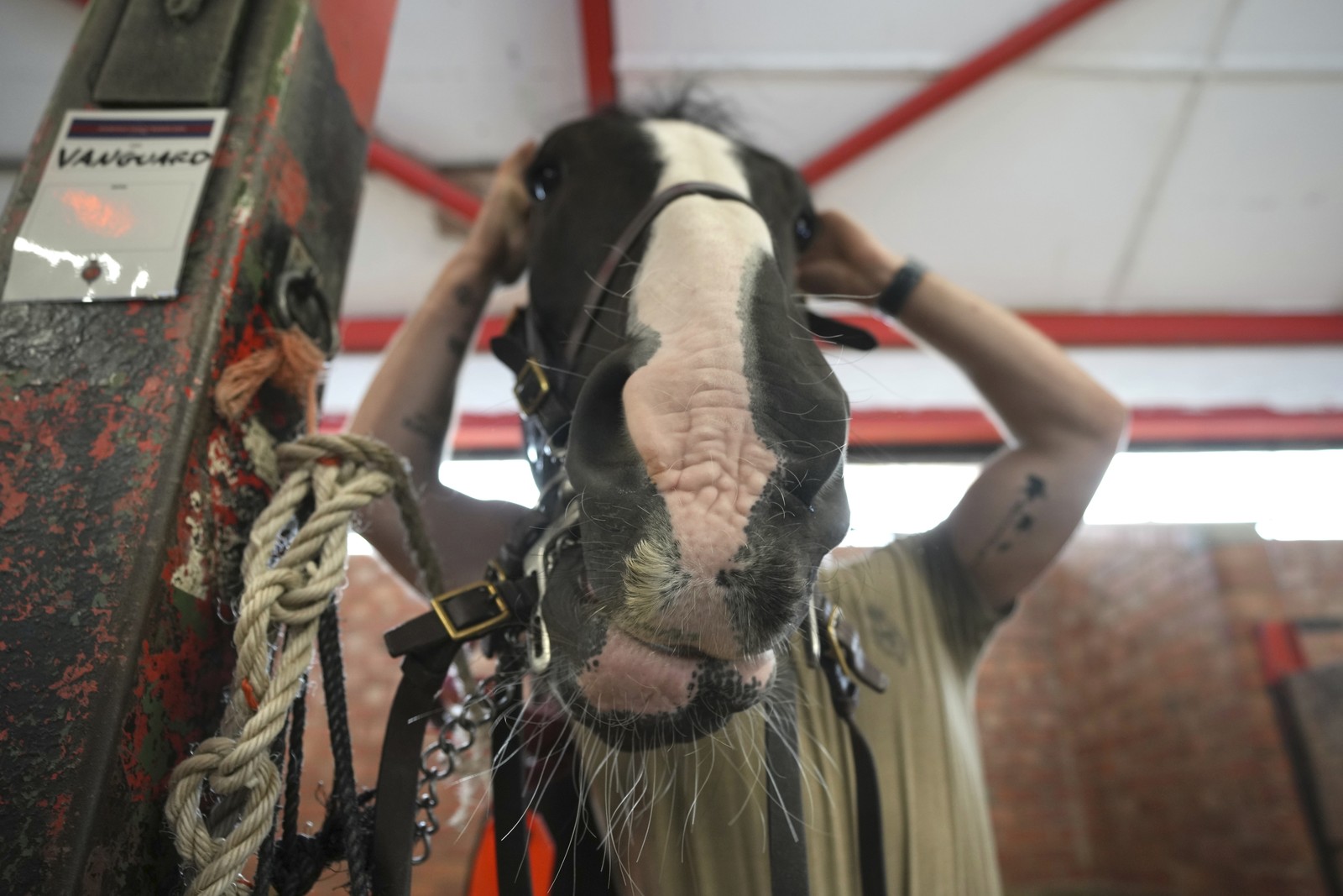 A person cares for a horse, photographed in such a way that it looks almost like a human being with a horse's head reaching their arms up.