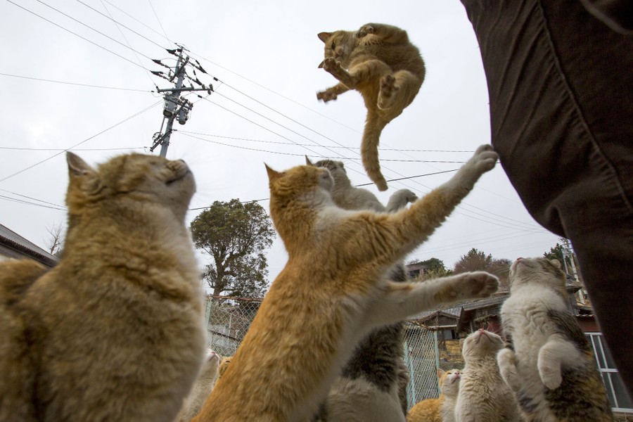 Aoshima Island has 100 cats, and we photographed almost all of them