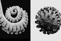 A tentacle and a coronavirus next to each other