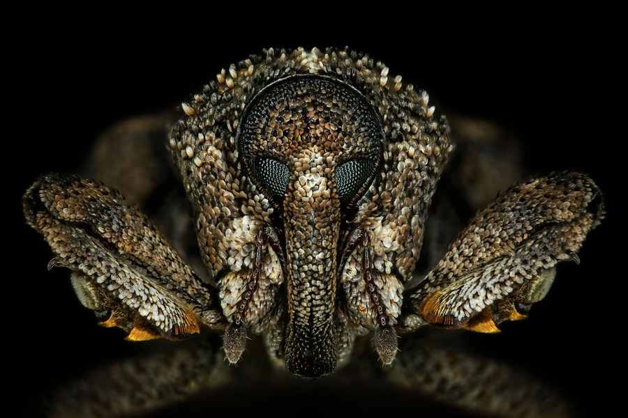 A close view of the face of a weevil