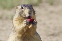 A close-up of a prairie dog holding and licking a red, cube-shaped oral vaccine for plague